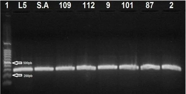 Figura 10 - Eletroforese em gel de agarose do produto de PCR amplificado para  o gene gryB  em  Bacillus cereus,  (S.A)  Staphylococcus  aureus  ATCC  6538  controle  negativo    e  controle  positivo  Bacillus  cereus  Ribo-tipo  1-222-173-S4 