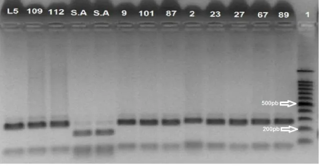 Figura 11 - Eletroforese em gel de agarose após digestão com a enzima RsaI,   dos  produtos  de  352  pb  amplificados  para  o  gene  gryB  em  Bacillus  cereus  e (S.A)   Staphylococcus aureus  ATCC 6538