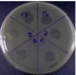Figura 2. Padrão de referência de placas de lises definidas usada como  referencial para a seleção dos bacteriófagos