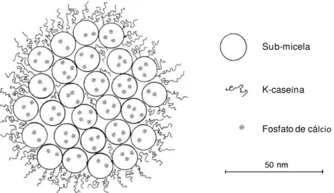 Figura  1  -  Modelo  de micelas de  caseína formadas  por  sub-micelas  (Walstra,  1999)