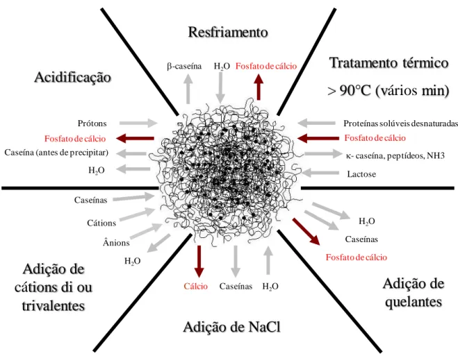 Figura  3  –  Modificações  das  micelas  de  caseína  submetidas  a  diferentes  condições físico-químicas (Gaucheron, 2005)