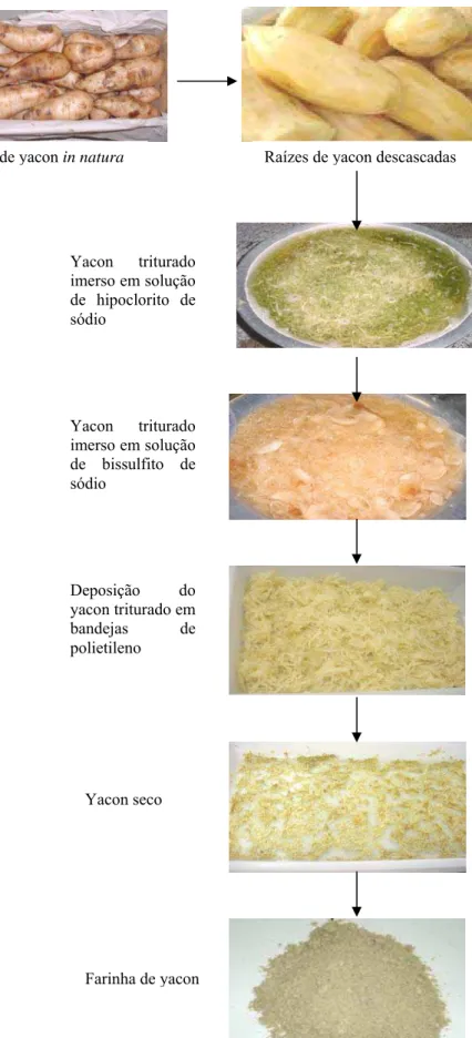 Figura 3. Processamento do yacon in natura para obtenção da farinha. 