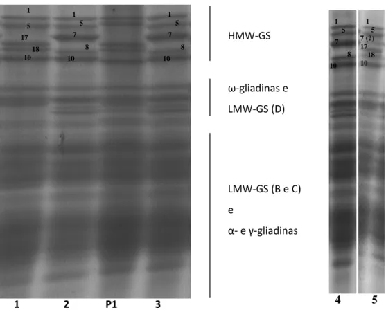 Figura 4- SDS-PAGE em uma dimensão de amostras de farinha de trigo das  cultivares EMBRAPA 22 e UFVT 1-Pioneiro: 1- UFVT 1-Pioneiro tratada com ureia  na dose de 70 kg de N/ha de N ; 2- EMBRAPA 22 tratada com ureia na dose de 35  kg de N/ha de N; 3- EMBRAP