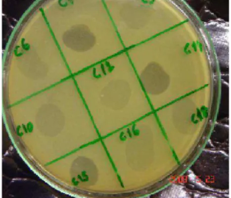 Figura 1. Placas de lise de bacteriófagos isolados das amostras de fezes de  frango. 