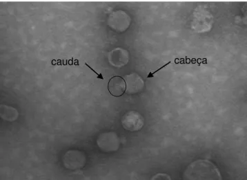 Figura 3.  Observação  microscópica  do  bacteriófago  de  Salmonella  BFSE7,  isolado de fezes de aves, em microscopia eletrônica de transmissão  com aumento de 140.000 x