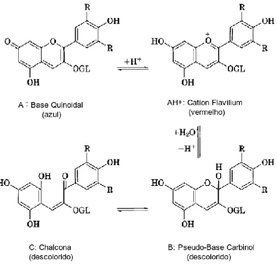 Figura 4  - Mudanças estruturais das antocianinas. Malvidina-3-glucosídeo a  25ºC. 