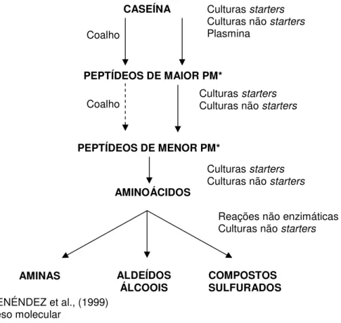 Figura 05 – Fluxograma da degradação da caseína durante o processo de fabricação e  maturação