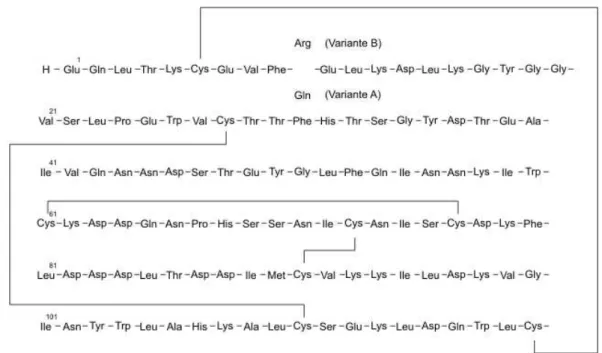 Figura 1: Estrutura prim´aria da α-lactoalbumina, mostrando liga¸c˜ oes dissulfeto (li- (li-nhas) e a substitui¸c˜ao de amino´acidos para diferentes variantes gen´eticas (adaptado de FOX e McSWEENEY, 1998).