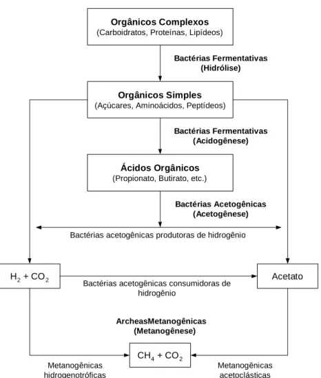 Figura 2 – Seqüências metabólicas e grupos microbianos envolvidos na digestão  anaeróbia
