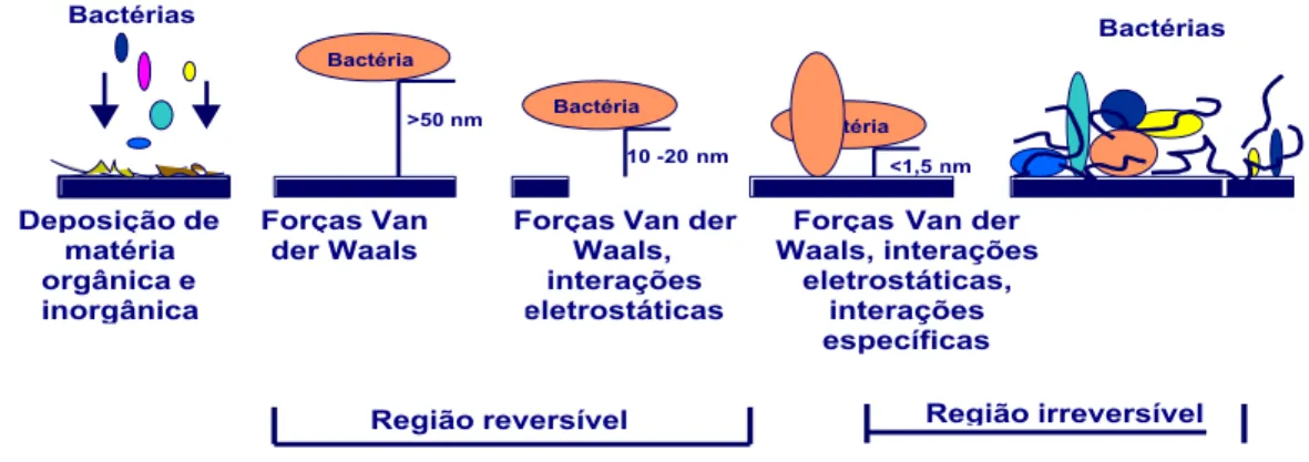 Figura 1 - Mecanismo teórico dos estágios de adesão e formação de biofilmes.