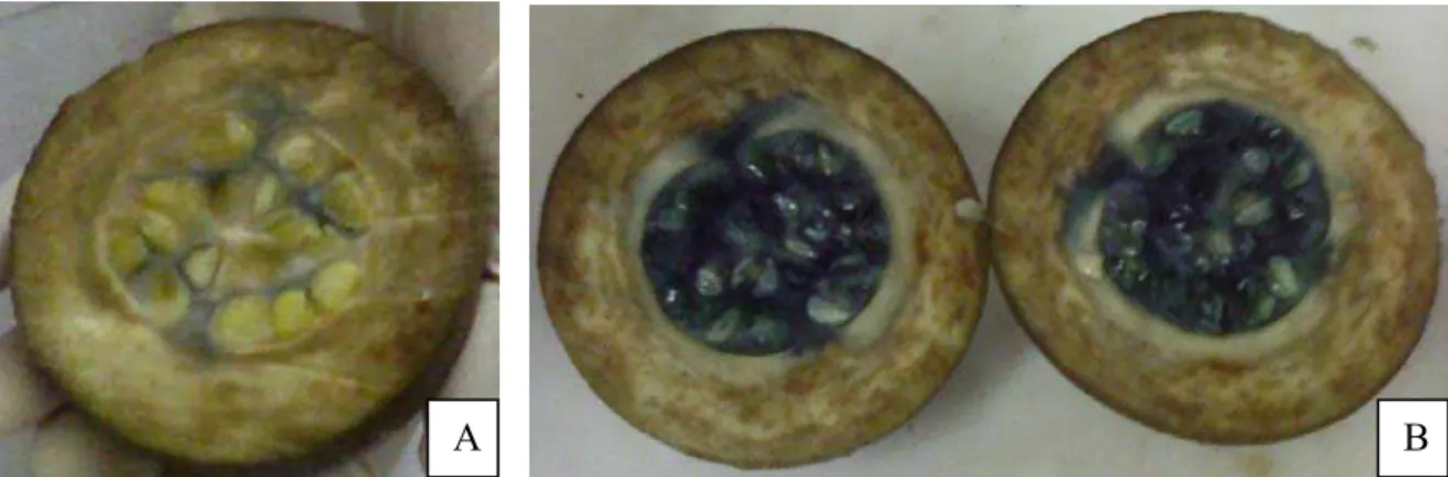 Figura 6 – Fruto verde de jenipapo normal (A) e com formação prévia de coloração azul  (B)