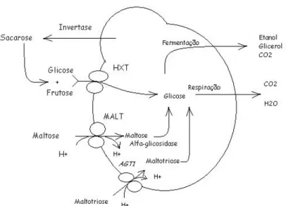 Figura 1: Transporte de açúcares através da membrana celular da levedura.  Fonte: (ZASTROW e STAMBUK, 2000)