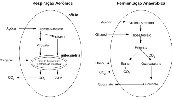 Figura 7. Vias metabólicas em aerobiose e anaerobiose 