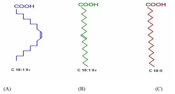 Figura 1: Estrutura  de  ácido  graxo  cis-insaturado  (A),  trans-insaturado  (B)  e  saturado  (C)
