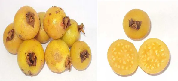 Figura 1: Representação fotográfica dos frutos de araçazeiro (Psidium 