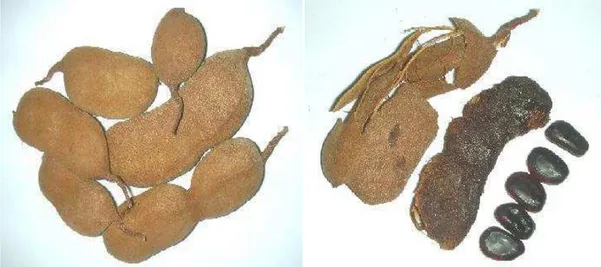 Figura 4: Representação fotográfica dos frutos de tamarindeiro (Tamarindus 