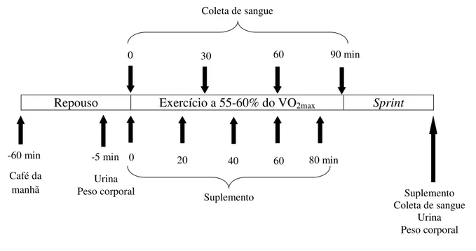 FIGURA 1 – Esquema representativo do protocolo adotado nos testes experimentais do presente estudo
