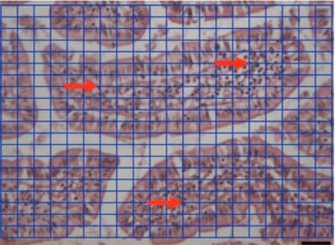 Figura 4 - Fotomicrografia de secção histológica da mucosa ileal de rato Wistar, com  sobreposição de uma matriz quadrada padrão
