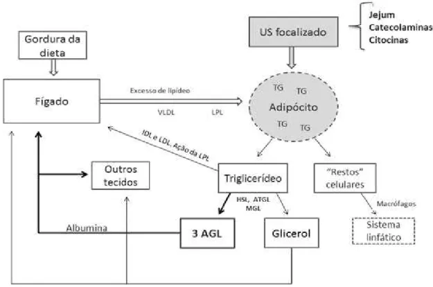 Figura 2. Mecanismo proposto para lipogênese e ruptura do adipócito após o ultra-som  estético focalizado (US: ultra-som; TG: triglicerídeos; LPL: lípase lipoprotéica; HSL:  lípase hormônio sensível; ATGL: lipase de triglicerídeos de tecido adiposo; MGL:  