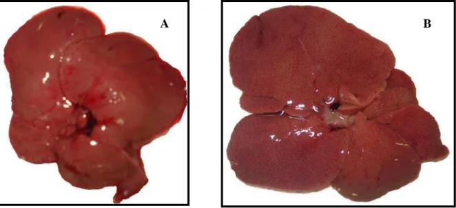 Figura 3: Alteração na coloração do fígado dos animais dos grupos controle (A) e  cafeteria (B)