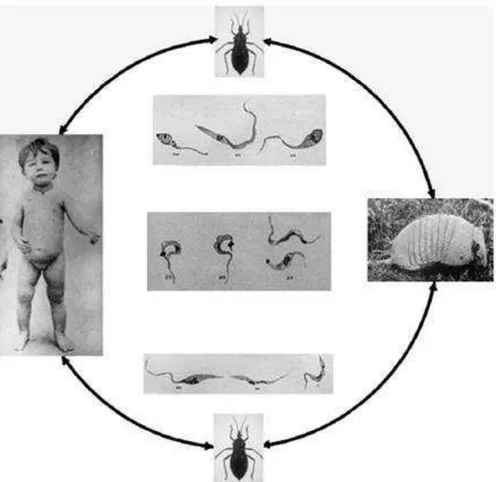 Figura  1  -  Ciclos  domésticos  e  silvestres  da  doença  de  Chagas  descoberta  por  Carlos Chagas (1909-1912)