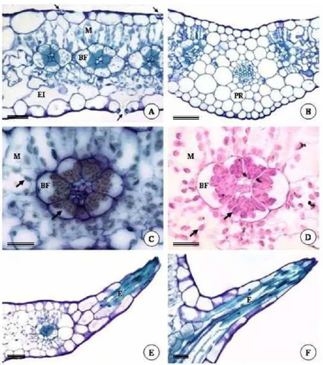 Figura 2. Fotomicrografias de seções transversais (A-E) e paradérmicas (F) da folha de Pectis 
