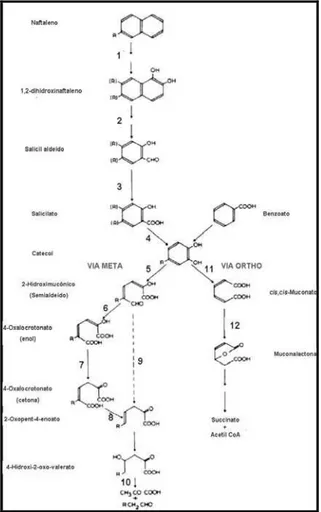 Figura 2: Esquema das duas vias metabólicas principais do naftaleno em Pseudomonas  sp