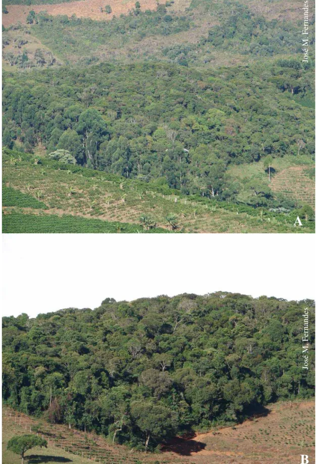 Figura 2 . Fragmentos de Floresta Estacional Semidecidual, Araponga, Minas Gerais: 