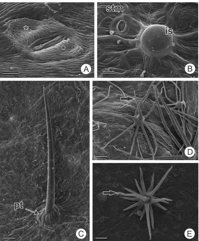 Figura 1 Micromorfologia da epiderme foliar de espécies estudadas de Croton e grupos 