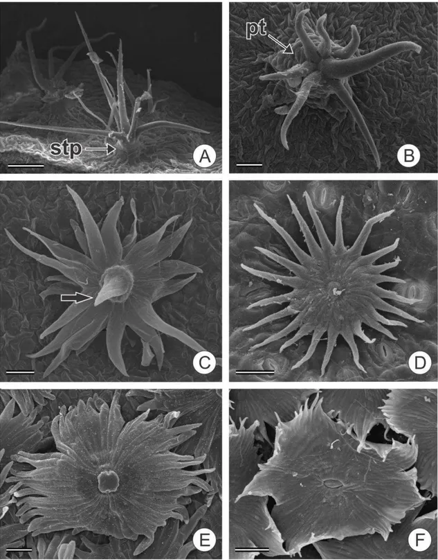 Figura 2 Micromorfologia dos tricomas de Croton. A Tricoma fasciculado com estípite 