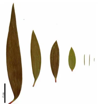 Figura 1. Aspectos gerais das folhas das sete espécies de Melaleuca. Da esquerda para direta: M
