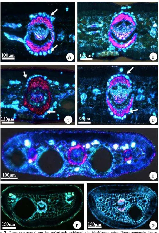 Figura 7. Corte transversal em luz polarizada evidenciando idioblastos cristalíferos contendo drusas, 