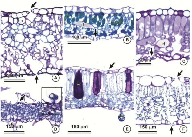 Figura  4:  Estrutura  da  lâmina  foliar  das  espécies  de  eudicotiledôneas  do  estrato 