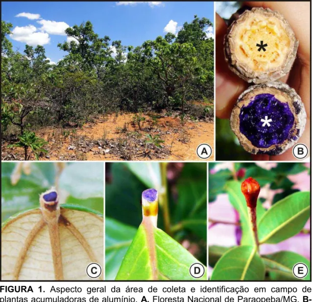 FIGURA  1.  Aspecto  geral  da  área  de  coleta  e  identificação  em  campo  de 