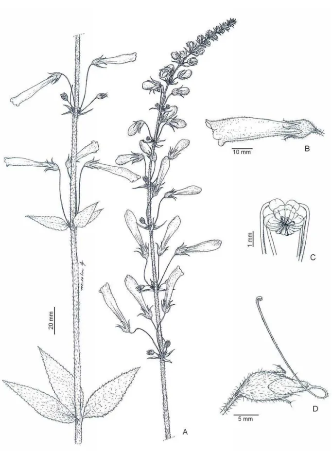 Figura 1.2: Sinningia sceptrum. A) Inflorescência tipo racemosa, B) Flor, C) Anteras sinânteras, D) Fruto tipo  cápsula com estilete persistente