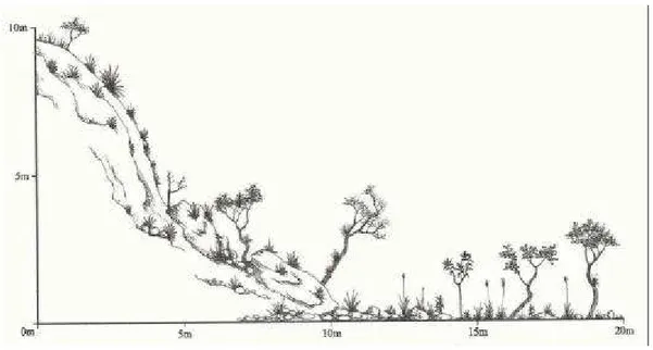 Figura 5 – Ilustração de perfil representativo da cobertura vegetal sobre afloramento  rochoso (AR), onde predominam espécies herbáceas e arbustivas