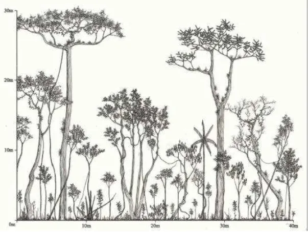 Figura 10 – Ilustração  de perfil representativo da cobertura vegetal denominada  estágio avançado de regeneração (EA), onde se nota: altura das árvores  do dossel atingindo 30 m; grande diferenciação de  estratos verticais;  presença de espécies epífitas;