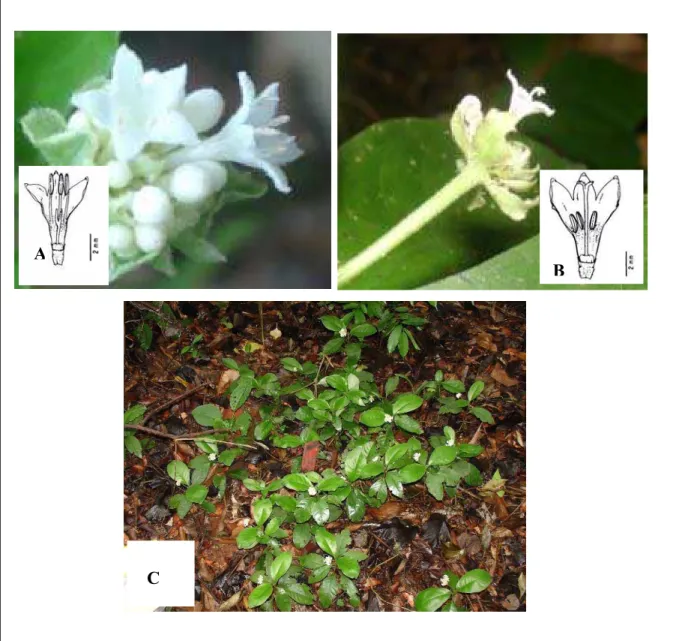 Figura 2. Psychotria ipecacuanha. Flores brevistilas (A), longistilas (B) e uma reboleira  da população MOZ (C)
