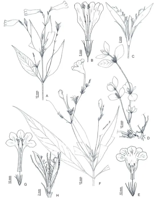 Figura 3 - (A-C) Ruellia brevifolia (Pohl) Ezcurra: (A) hábito e inflorescência,  (B) flor dissecada, (C) fruto com cálice persistente, (J