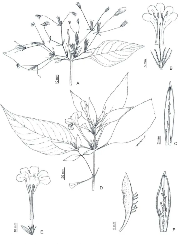 Figura  6  -  (A-C)  Ruellia  inundata  Kunth:  (A)  hábito  destacando  as  inflorescências  axilares  em  dicásios  compostos,  (B)  flor  dissecada,  (C)  fruto  aberto  em  vista  frontal  e  lateral  (BHCB 