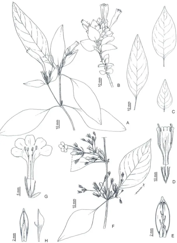 Figura  10  -  (A-E)  Ruellia  villosa  (Nees)  Lindau:  (A)  ramos  das  plantas  de  regiões sombreadas, (B) ramos das plantas de campo de Canga,  (C)  variação  na  forma  e  tamanho  das  folhas,  (D)  flor  dissecada,  (E) fruto aberto em vista fronta