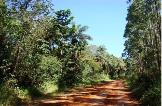 Figura 2 - À esquerda a Floresta do Córrego da Fazendinha, Quartel Geral ,MG. A estrada  contorna toda a floresta que é circundada por talhões de eucaliptos(à esquerda)