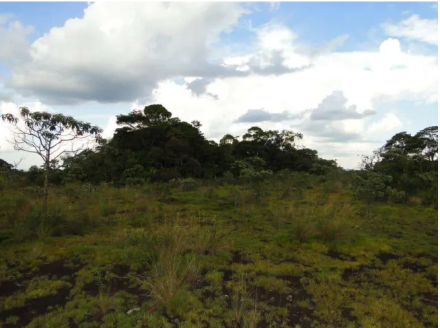 Figura  4  –  Vista  frontal  de  um  Capão  Florestal  Sobre  Canga  intemperizada,  amostrado  neste  estudo,  com  campo  herbáceo  em  primeiro  plano  e  o  Capão  Florestal  em  segundo  plano