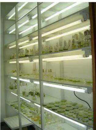 FIGURA 8: Vista parcial da sala de crescimento de cianobactérias e  microalgas do Laboratório de Ficologia  – DBV/UFV 