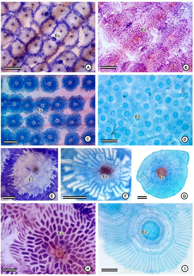 Figura  1.  Superfície  foliar  de  espécies  de  Bromeliaceae  (diafanização).  A-D.  Distribuição das escamas sobre a demais células da epiderme