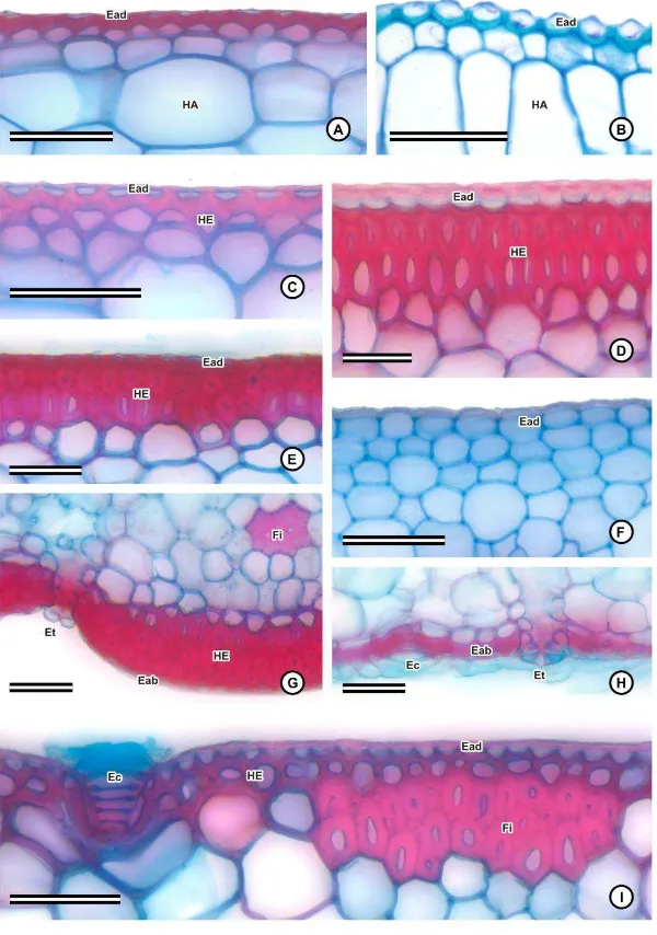 Figura  5.  Lâmina  foliar  de  espécies  de  Bromeliaceae  (secção  transversal).  A-F,  I