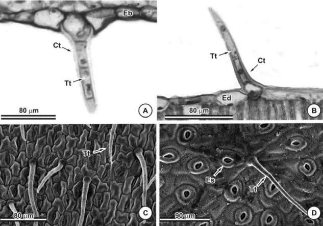 Figura 7: A e B: Corte longitudinal de tricomas tectores. A: Tricoma tector na face abaxial de C