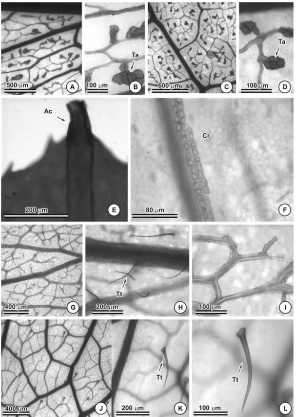 Figura 9: Folíolos clarificados de Chamaecrista  (diafanização). A e B: C. dentata, A