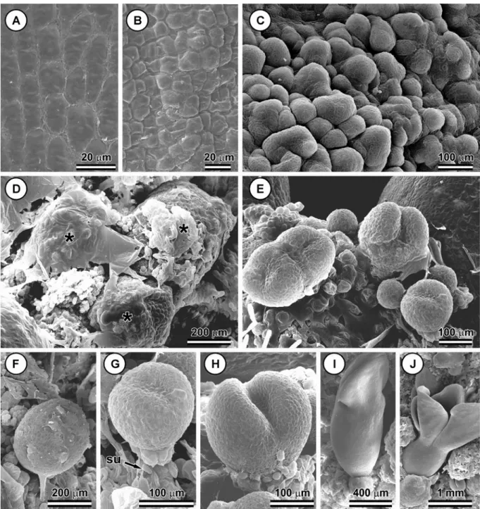 Figura 1. Superfície cotiledonar de embriões zigóticos de Passiflora cincinnata em diferentes estádios 