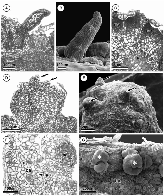 Figura 2. Organogênese in vitro de Passiflora edulis. (A, C, D, F) Microscopia de luz